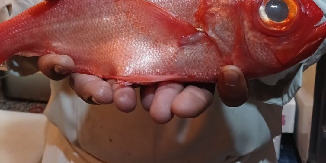 Kinmedai คินเมะได (ปลากะพงแดงตาโต) ใหม่สด ส่งตรงจากญี่ปุ่น