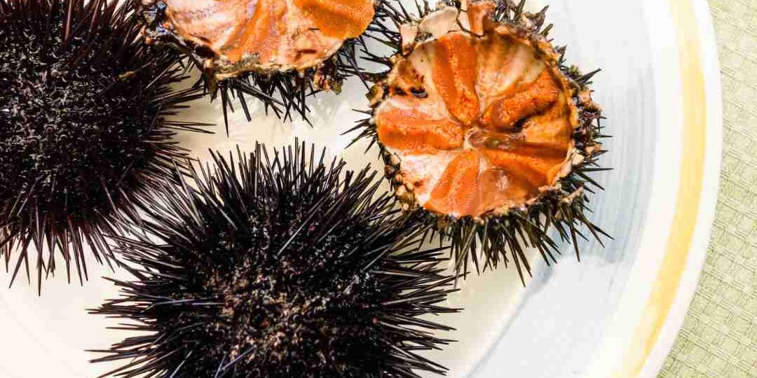 Bafun Uni 「バフンウニ」(ไข่หอยเม่นบาฟุน) หนามสั้น