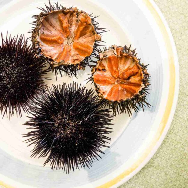 Bafun Uni 「バフンウニ」(ไข่หอยเม่นบาฟุน) หนามสั้น Bafun Uni 「バフンウニ」(ไข่หอยเม่นบาฟุน) หนามสั้น